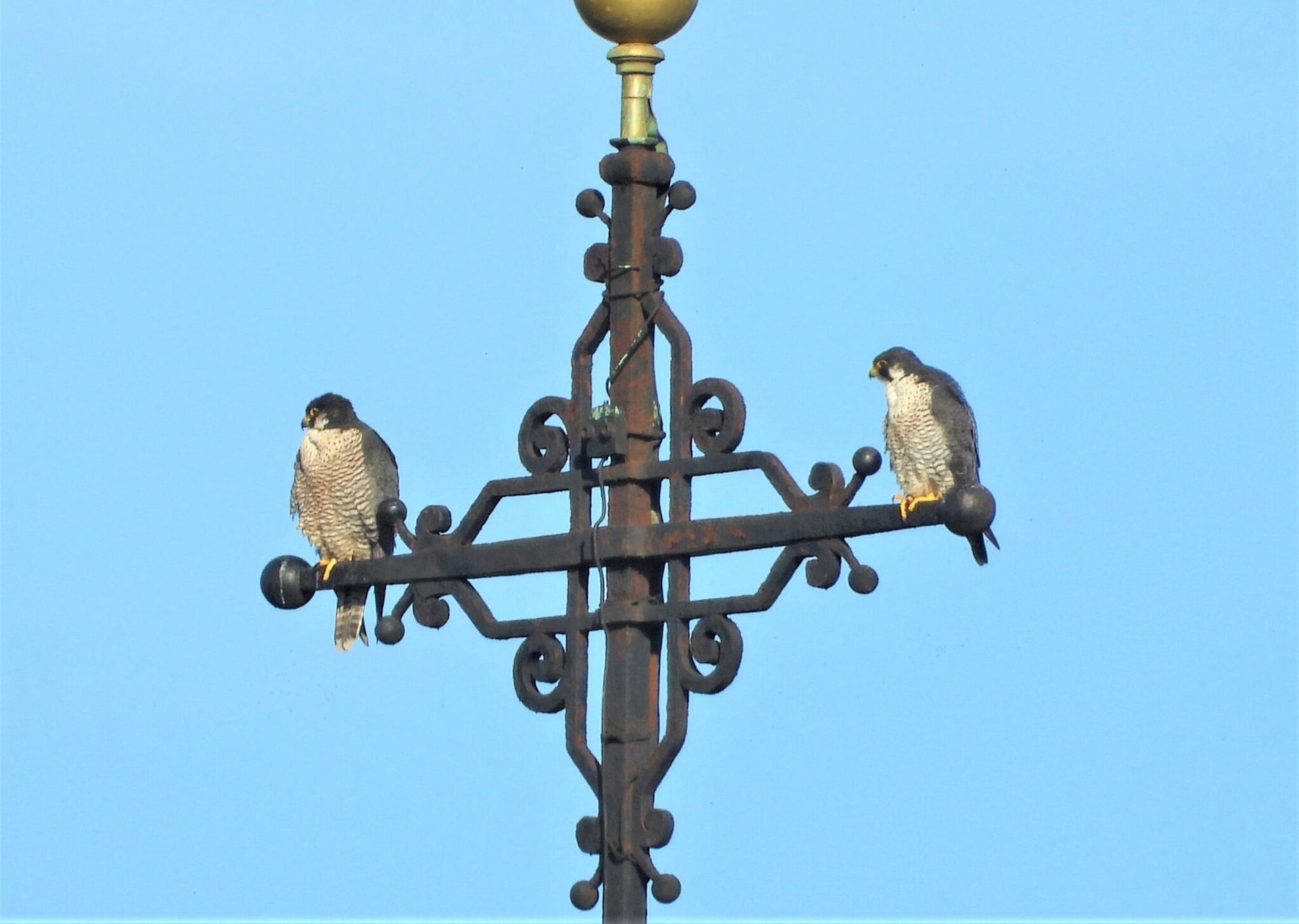 Faucons pèlerins de la place Saint-Antoine